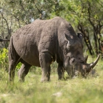 Great Rhino Deluxe экономный подход к виртуальным развлечениям