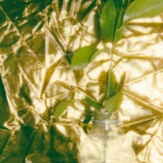 Экономная игра Wolf Gold с природной тематикой