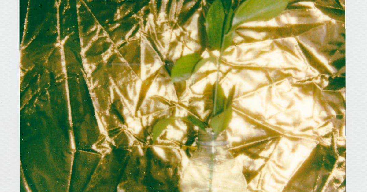 Экономная игра Wolf Gold с природной тематикой