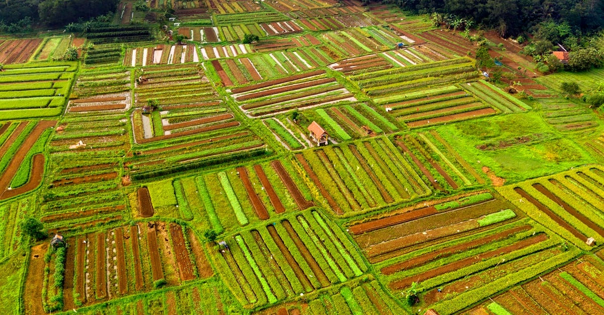 Экологические принципы в слот игре Bigger Barn House Bonanza