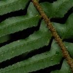 Экологичный подход к онлайн развлечениям и азартным играм