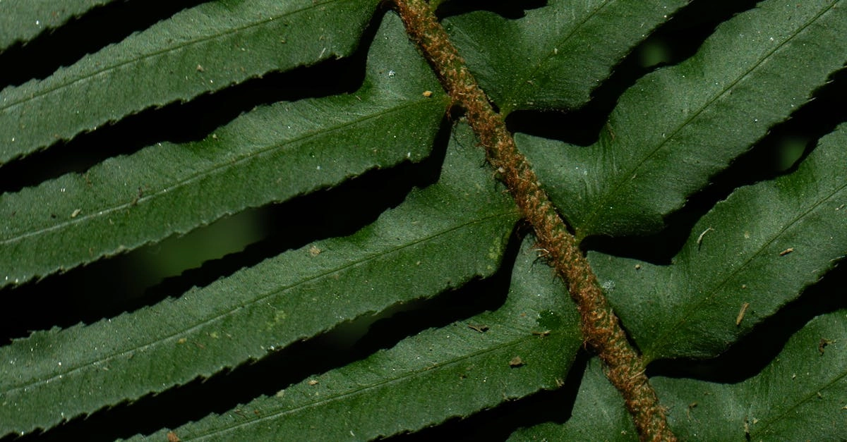 Экологичный подход к онлайн развлечениям и азартным играм